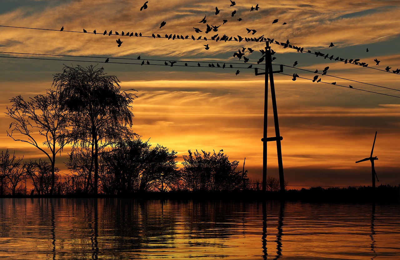sunset, birds, lake-6178314.jpg